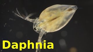 Daphnia [upl. by Pilloff]