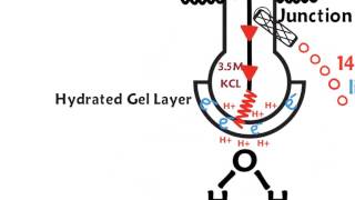 How a pH meter works [upl. by Enak225]