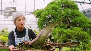 Bonsai the Endless Ritual  Extraordinary Rituals  BBC Earth Explore [upl. by Sheply740]