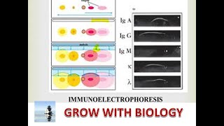 IMMUNOELECTROPHORESIS IN HINDI [upl. by Mccreary]