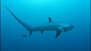 Facts The Thresher Shark [upl. by Blinny]