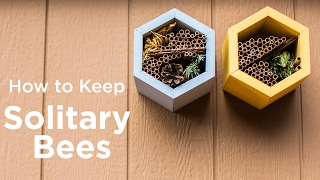 How to Keep Solitary Bees [upl. by Nawd]