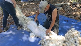 How to Shear an Alpaca  Shearing with Ron from AlpacaBoose Farm [upl. by Suiramaj]