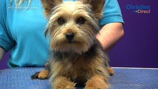 Grooming Guide  Yorkshire Terrier Puppy Trim  Pro Groomer [upl. by Meela]