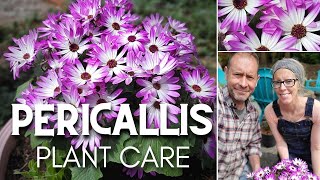 🌸 Pericallis Plant Care  Senetti Magenta Bicolor 🌸 [upl. by Svend445]