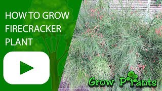 Firecracker plant [upl. by Esyned]