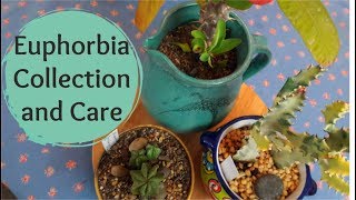 Euphorbia Collection and Care Tips [upl. by Kassia]