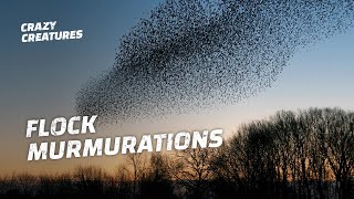 Why Do Starlings Flock in Murmurations [upl. by Stillas210]