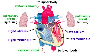 The Circulatory System Part 1 The Heart [upl. by Ardolino]