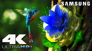 4K ULtra HD  SAMSUNG UHD Demo׃ LED TV [upl. by Ecnerwal]