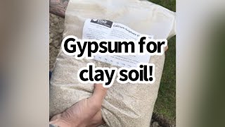 Using Gypsum to improve clay soilNOVICE GARDEN short [upl. by Nosittam535]