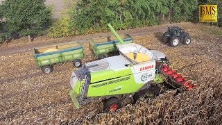 Körnermais ernten  Mähdrescher Lexion Claas 670 TERRA TRAC  combine harvester corn harvest 2018 [upl. by Silvia]