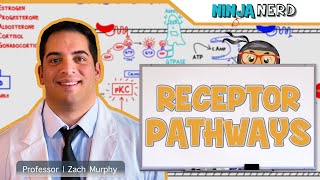 Endocrinology  Receptor Pathways [upl. by Uehttam345]