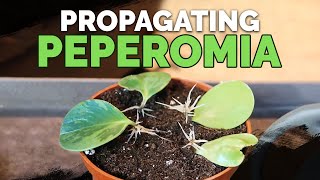 How to Propagate Peperomia 2 Easy Methods [upl. by Kcirdneh]