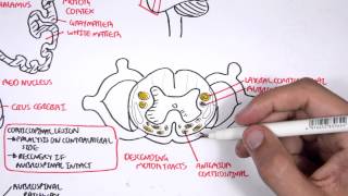 Neurology  Motor Pathways [upl. by Mariandi]