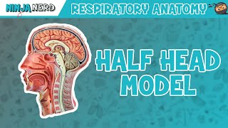 Respiratory  Half Head Anatomy [upl. by Frere790]