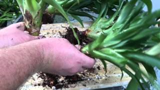 BROMELIAD CARE PROPAGATING METHODS BY SEEDS AND DIVIDING PUPS [upl. by Nellac]