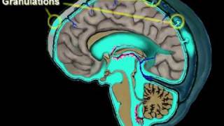 Cerebrospinal Fluid Circulation [upl. by Suivatal]