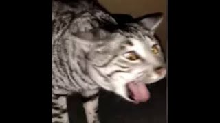 Cats Who Gag A Compilation [upl. by Animor]