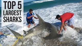 Top 5 Largest Sharks Caught [upl. by Aninotna]