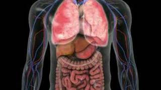 Acute Anaphylaxis from a Wasp Sting [upl. by Reisman]