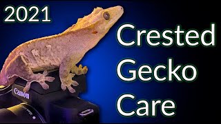 Crested Gecko Care Guide 2021  EVERYTHING You Need To Know [upl. by Anawd]