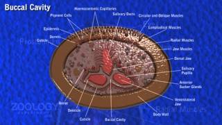 Leech digestive system [upl. by Graniela114]