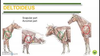 Comparative Anatomy Muscular System [upl. by Ballou]