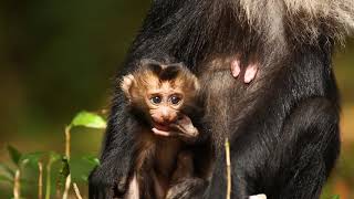 Singalikas of Uttara Kannada  A documentary on Lion Tailed Macaques [upl. by Galang]