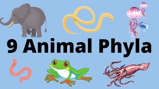 9 Main Animal Phyla [upl. by Stacia772]