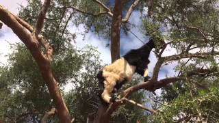 TREE GOATS 2 climbing up a tree [upl. by Selym870]