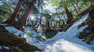 Japan in 8K Winter in Yakushima [upl. by Eerahs855]