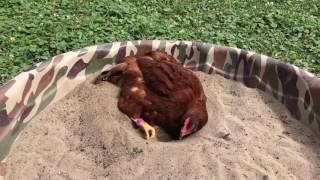 Chicken dust bathing [upl. by Chiang]