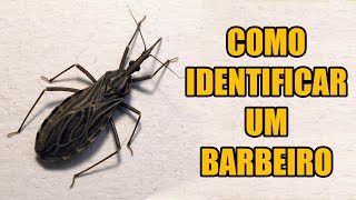 Como identificar um barbeiro [upl. by Aiciruam371]