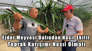 Daldan Ejder Meyvesi Ekimi Sırları ve Püf Noktaları [upl. by Harobed460]