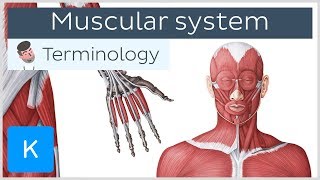 Muscular system  Anatomical terminology for healthcare professionals  Kenhub [upl. by Allecnirp]