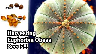 Euphorbia Obesa  Harvesting Seeds [upl. by Memory810]