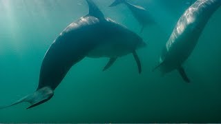 Dolphins Fight Off Shark  BBC Earth [upl. by Asennav]