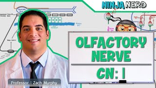 Neurology  Olfactory Nerve Cranial Nerve I [upl. by Celie680]