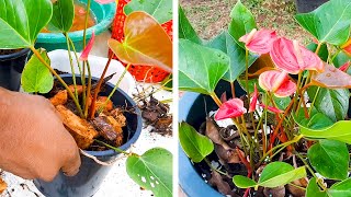 What is the Best Potting Mix for Anthurium  Anthurium Care Tips  Learn Gardening [upl. by Otrebilif]