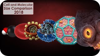 Cell and molecular Size Comparison [upl. by Aneeg839]