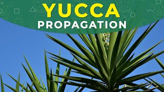 YUCCA PROPAGATION FROM CUTTINGS  ROOTING PROCESS PLANT REPOTTING [upl. by Mihsah]