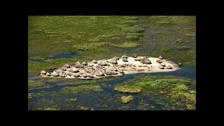 They Live In Africas Biggest Marsh Nilotes In The Sudd Marsh [upl. by Amluz541]