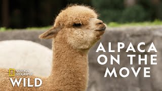 Alpaca Herd Goes for a Walk  Secrets of the Zoo Down Under [upl. by Talia]