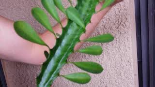 How to Cut and Propogate African Milk Tree Euphoria Trigona [upl. by Burta293]