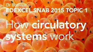 Edexcel SNAB A level biology topic 1 how circulatory systems work [upl. by Ocinom]