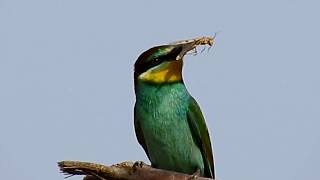 European beeeater nesting in Cyprus Merops apiaster Μελισσοφάγος [upl. by Aneev]