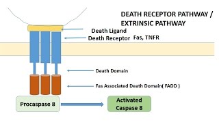 APOPTOSIS PART 1 Definition Causes amp MechanismPathways [upl. by Senecal250]