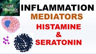 INFLAMMATION Part 4 Chemical Mediators HISTAMINE amp SEROTONIN [upl. by Ahsias607]