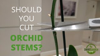 Do You Trim Orchid Stems [upl. by Ardeed]